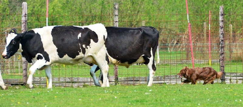 muddy field's Terra dit gaynia