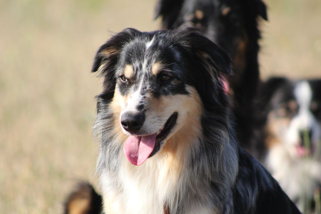 Titans games thelios The Meadow Of Australian