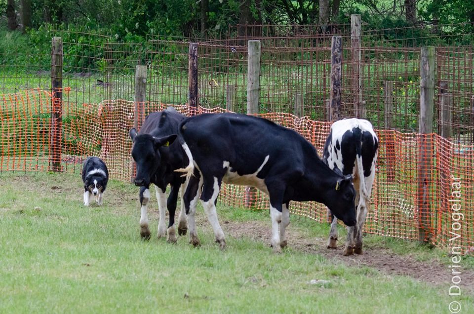 The Meadow Of Australian - Trial Juin 2019