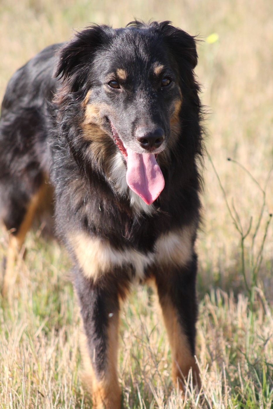 The Meadow Of Australian - Chiots disponibles - Berger Australien